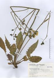 Image result for Hieracium glaucinum fraternum