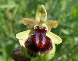 Image result for Ophrys passionis