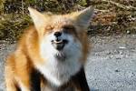 <b>Foxes</b> | deepsixphotography