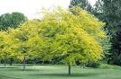 Honeylocust <b>Gleditsia</b> Photo