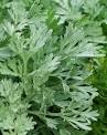 (<b>Artemisia absinthium</b>),