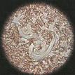 <b>Spirurida</b>