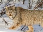 Lynx Picture – Animal Photo - National Geographic Photo of the Day
