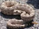 Sidewinder Rattlesnake - Traveling in Style | Animal Pictures and ...