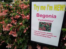 Image result for Begonia Fuchsifoliosa