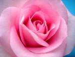 Petals Photos and Pictures | 351 Items | Page 12 of 15