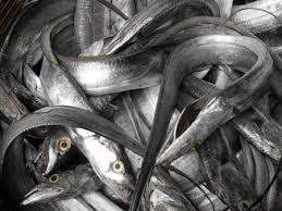 Vựa cá Phượng Hồng chuyên cung cấp các mặt hàng cá mực các loại-giá cả phải chăng - 18