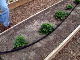 a soaker hose goes straight to