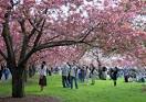 30th Annual Sakura Matsuri CHERRY BLOSSOM FESTIVAL Blooms at the ...