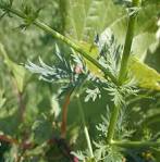 <b>Artemisia annua</b> L.