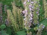 File:<b>Agastache</b> Blue Fortune