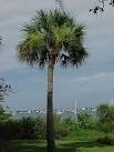Sabal palm, Palmetto palm