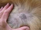 La <b>teigne</b> du chien - InfoVeto