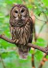 owl pronunciation
