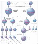 <b>Gametogénesis</b>
