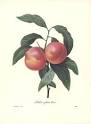 Living The Sweet Life: Botanical Fruit Prints * REDOUTE