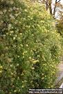 Photo: Clematis tangutica 4. | Henriette's Herbal Homepage