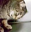 What is <b>feline panleukopenia</b>?