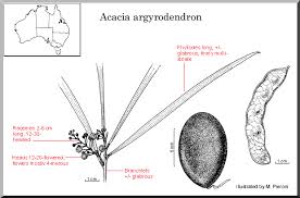 Image result for Racosperma argyrodendron