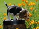 Beagle Wallpaper - Dogs Wallpaper (7013941) - Fanpop fanclubs