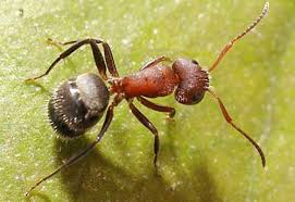 Attack of the "Crazy Ants"! They destroy electronics...?? Images?q=tbn:ANd9GcT7aXFkcT8yc4_VEmefkYDE0wBox7UqQ6i8-81HwVvmLk3Youvg