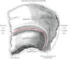 <b>Parietal</b> Bone