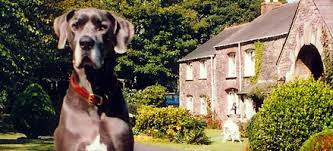 Tremaine Green Cottages Cornwall - pet friendly, holiday cottage ... - tremaine-green-cornwall