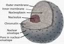 the <b>nuclear envelope</b>.