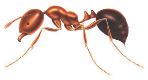 ماذا تعرف على النمل ......؟ Images?q=tbn:ANd9GcT9LPpqB0y046Dto-ftVa7r19ixr3lZTlWsYQjrWCMT6RnxSI08uQ