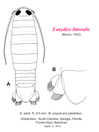 Image result for Eurydice littoralis