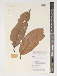 Image result for Lithocarpus hallieri