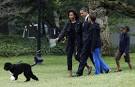 Barack Obama's dog Bo