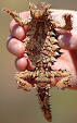 <b>Lizard</b> - Wikipedia, the free