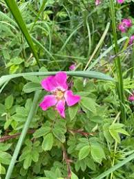Image result for "Rosa dahurica"