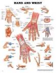 Hand & <b>Wrist</b> Anatomical Chart