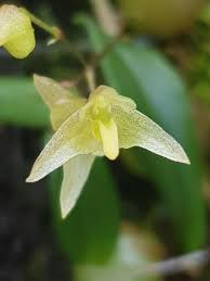 Image result for "Bulbophyllum exiguum"