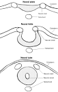 <b>Neural</b> Tube