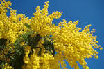 File:<b>Mimosa</b> - Le Muy.jpg