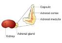 The <b>cortex</b> produces steroid