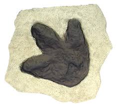 Image result for dino footprint