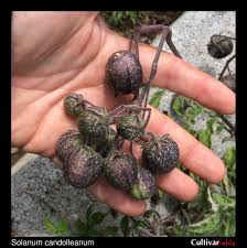 Image result for "Solanum candolleanum"