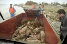 Bird Flu China: Dead pigs, swans and ducks linked to three new