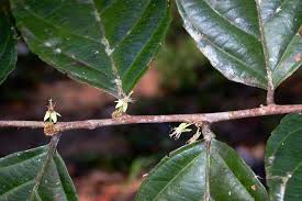 Image result for "Casearia javitensis"