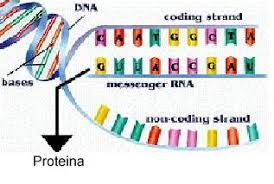 Traducción de ADN | elnitrogenoenlabioquimica