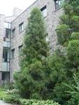 <b>Cryptomeria</b>