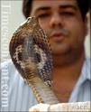 RESCUED: One of the cobras rescued by Gautam Grover of Animal Saviour, ... - Animal-Saviour