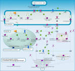Cholesterol and <b>Sphingolipids</b>