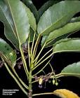 <b>Elaeocarpaceae</b>