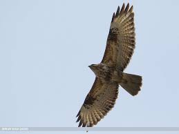 Image result for "Buteo refectus"