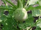 <b>Solanum melongena</b>